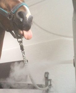 Pferdeinhalation im Solemobil von JSR