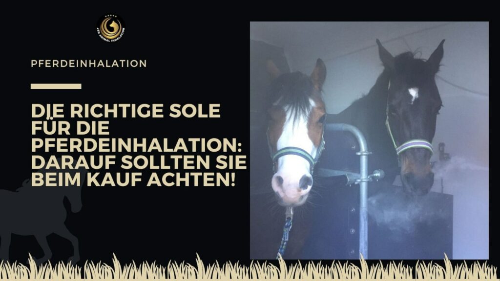 Sole für die Pferdeinhalation kaufen Tipps