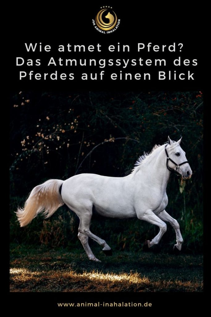 Das Atemsystem des Pferdes erklärt