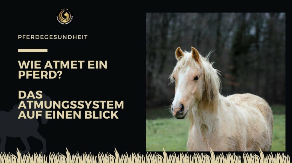 Wie atmet ein Pferd
