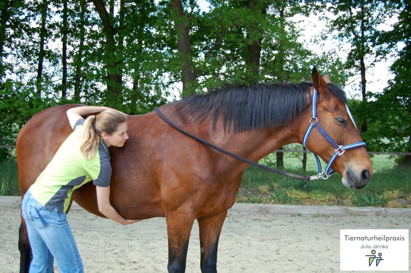 Rückenverspannung Pferd Lösen