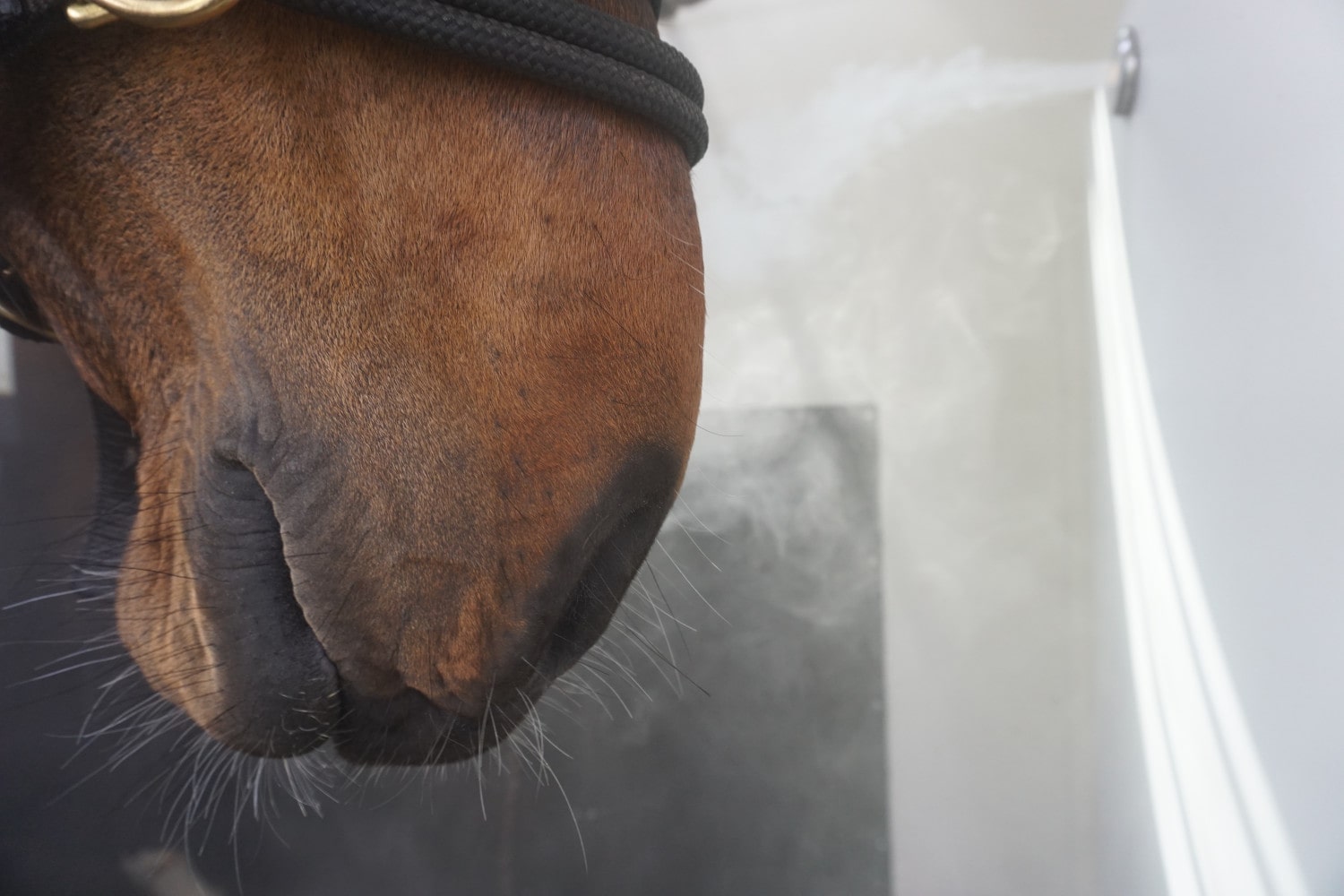 Ihr Partner für die maskenlose Pferdeinhalation ⋆ Animal Inhalation