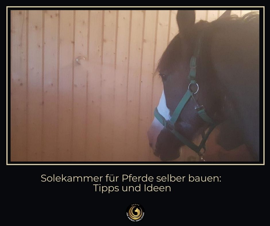 Solekammer für Pferde selber bauen
