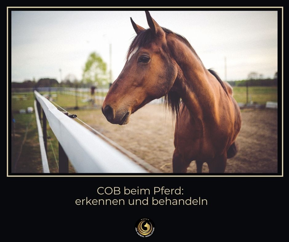 COB beim Pferd erkennen und behandeln