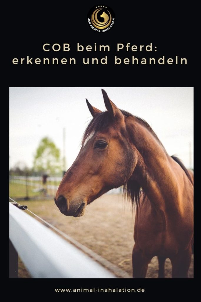 Chronisch obstruktive Bronchitits beim Pferd
