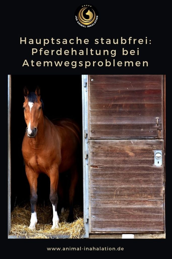 Hauptsache staubfrei: Pferdehaltung bei Atemwegsproblemen