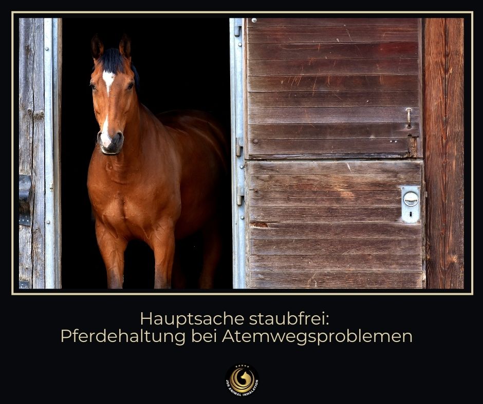 Tipps zur Haltung von atemwegserkrankten Pferden