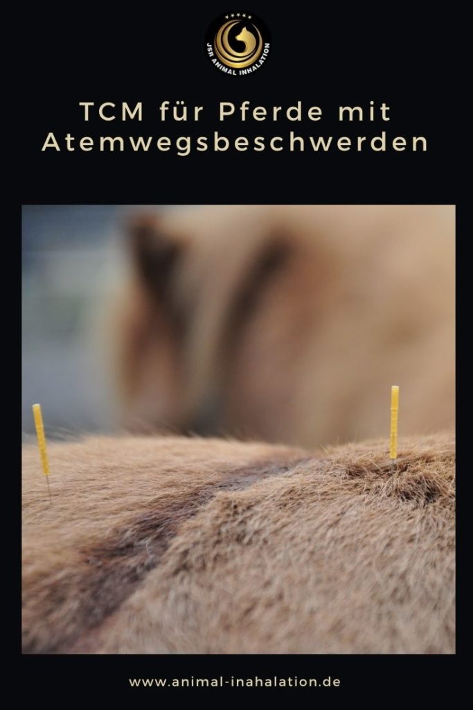 Traditionelle Chinesische Medizin als Unterstützung für Pferde mit Atemwegsbeschwerden