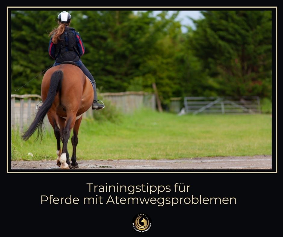 Trainingstipps für Pferde mit Atemwegsproblemen