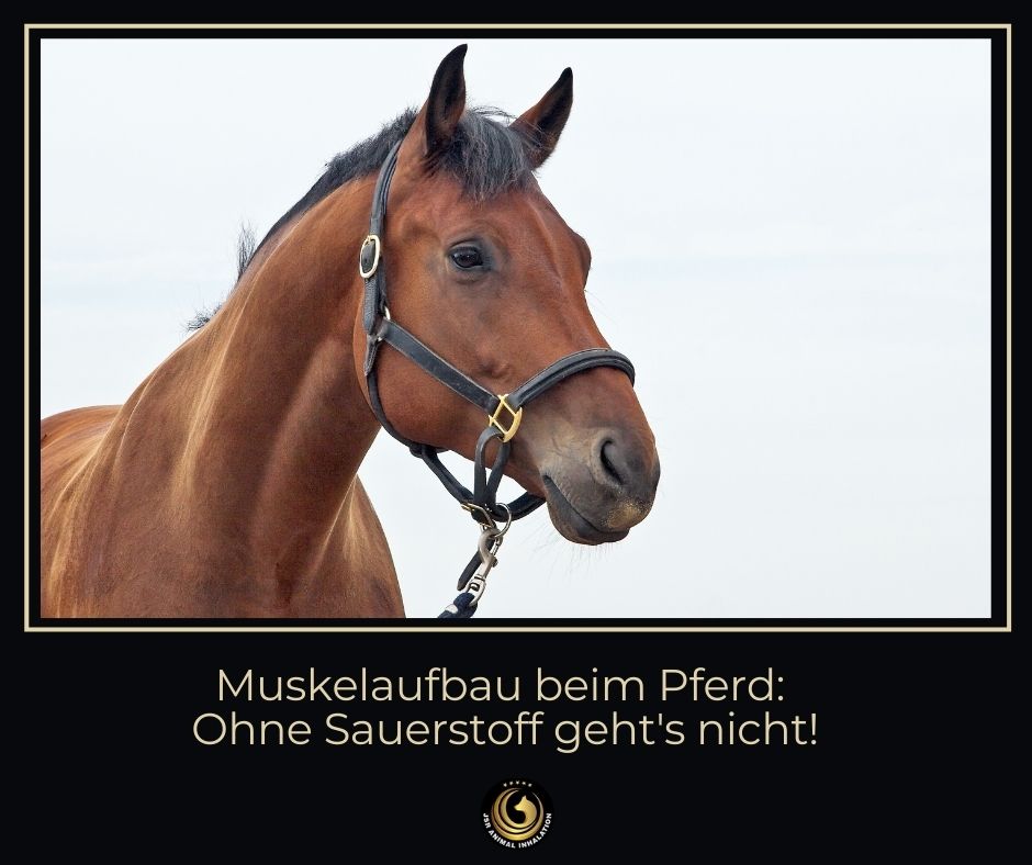 Muskelaufbau braucht Sauerstoff