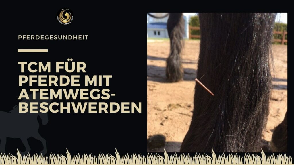 TCM Pferd Atemwegsbeschwerden Husten