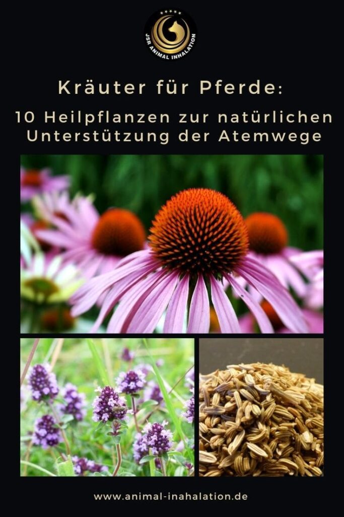 10 ausgewählte Kräuter für Pferde, die die Atemwege unterstützen