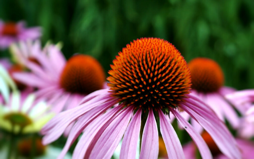 Echinacea bei Husten