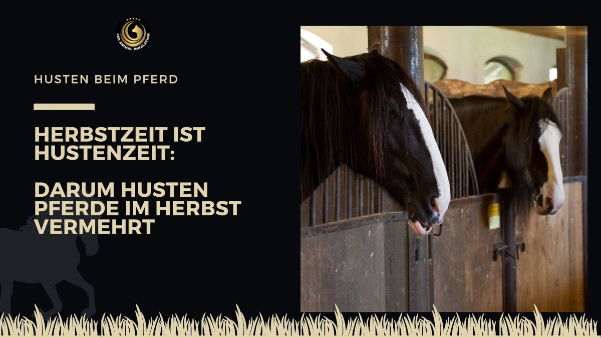 Herbstzeit ist Hustenzeit: Darum husten viele Pferde im Herbst vermehrt