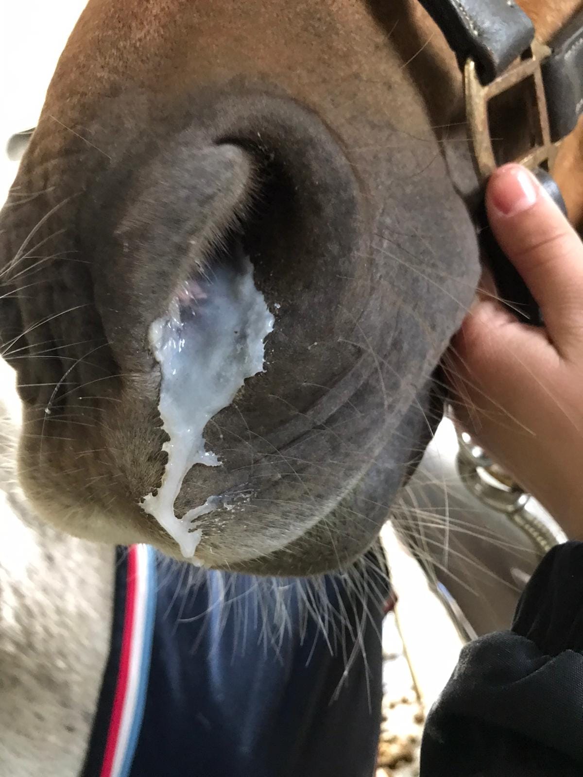 Pferd Schnodder Inhalation