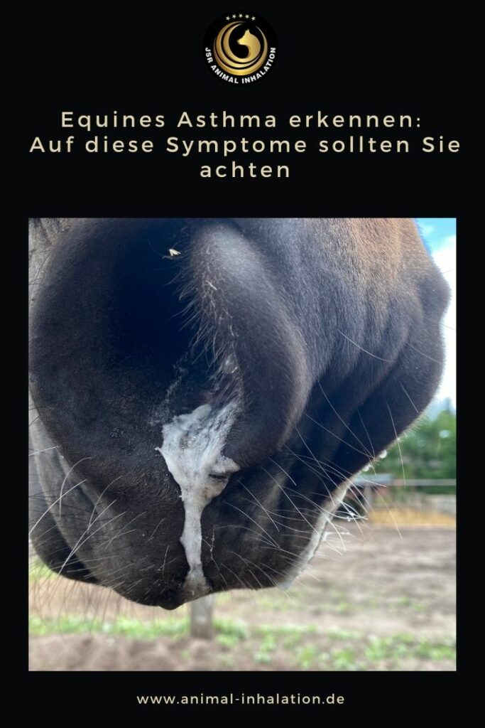 Equines Asthma beim Pferd erkennen