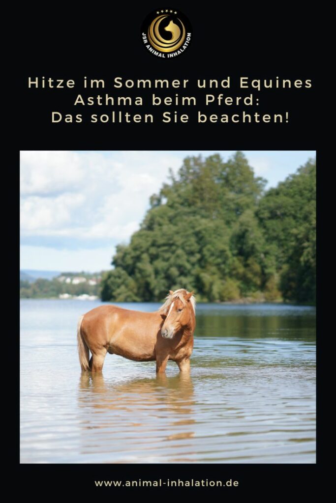 Hitze im Sommer und Atemwegsprobleme beim Pferd: 6 Tipps