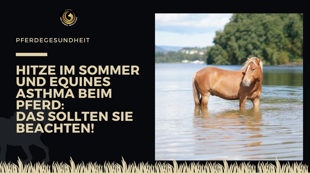 Hitze im Sommer und Equines Asthma beim Pferd