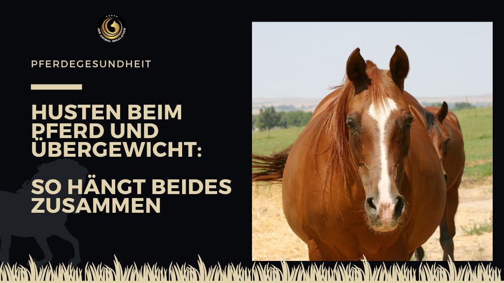 Übergewicht und Husten Pferd Zusammenhang